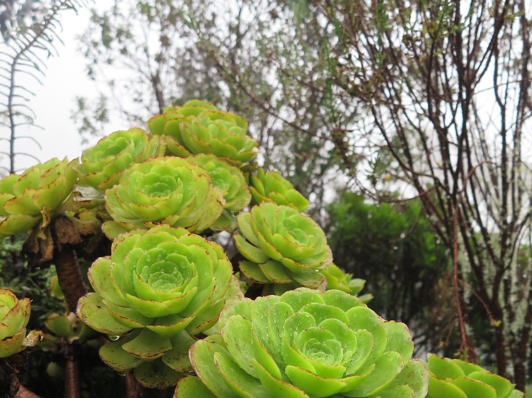 Hotel Termales Del Ruiz主图