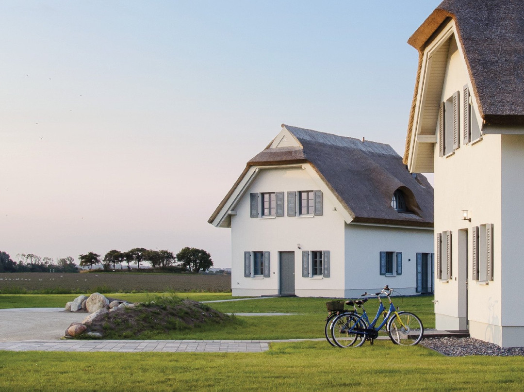 Reetland Am Meer