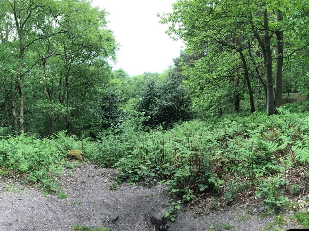 Pretty Corner Woods-Sheringham必去景点