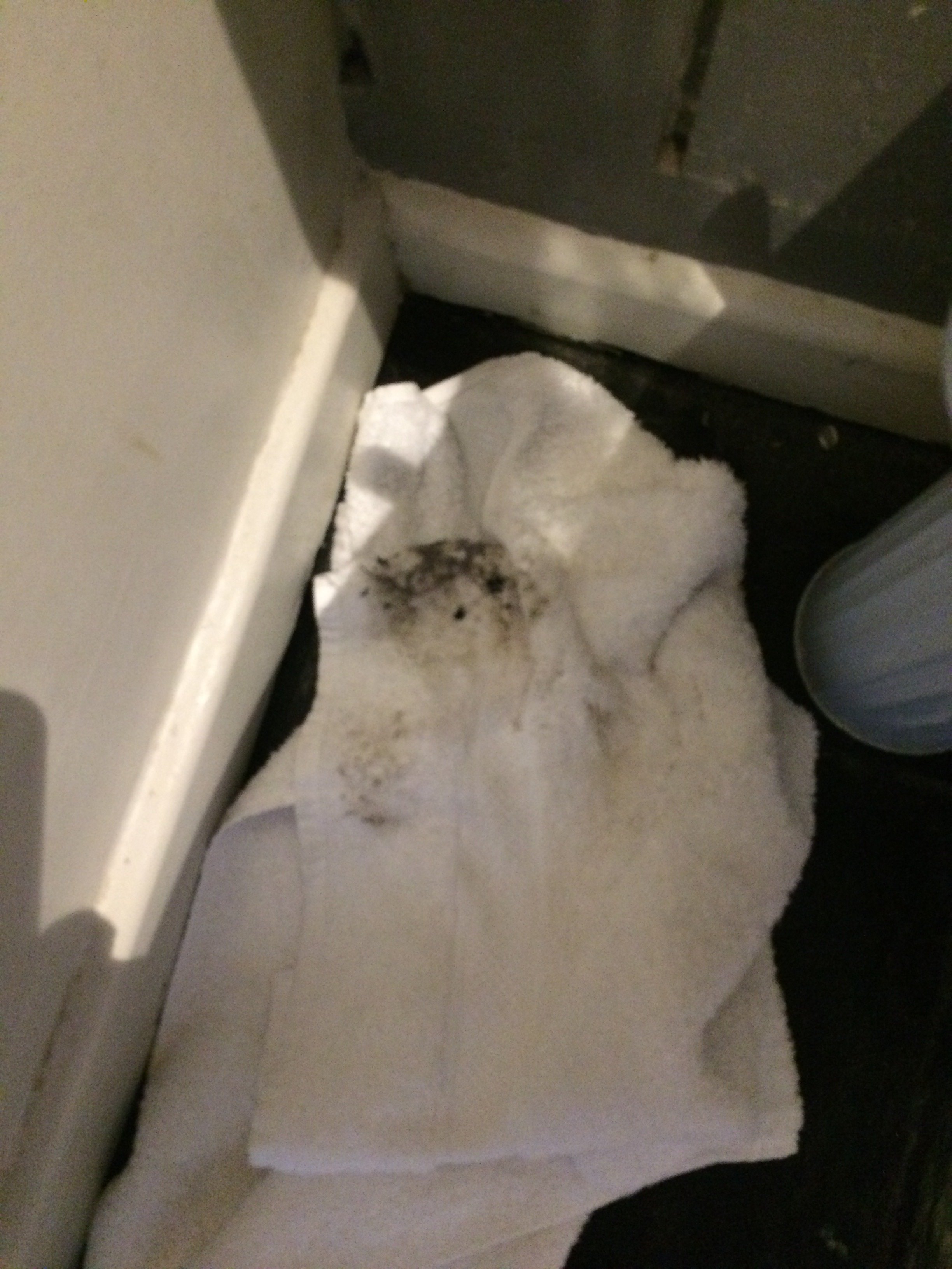 The Ragged Cot-portrait