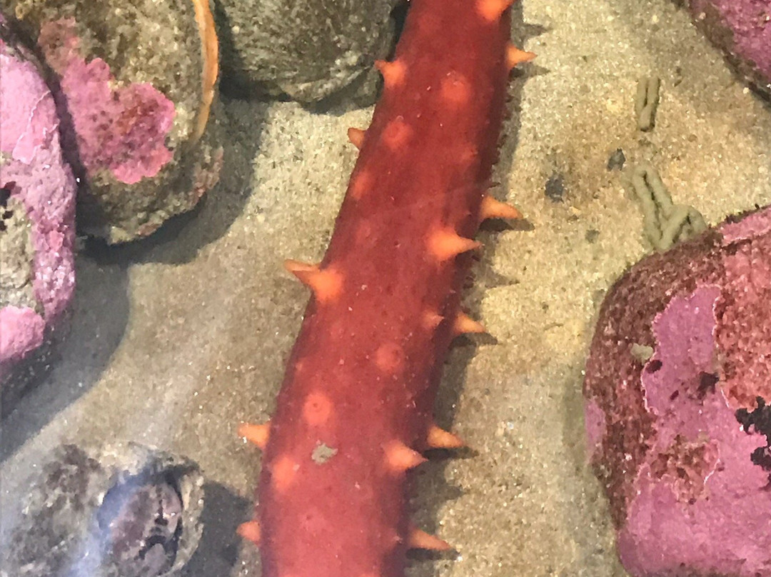 Port Townsend Marine Science Center-汤森港必去景点