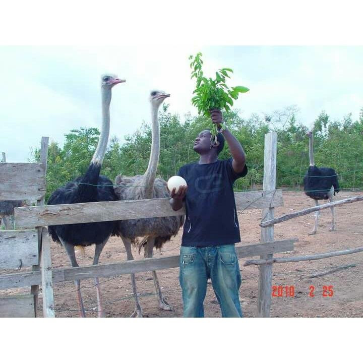 Paa kwesi Andoh
