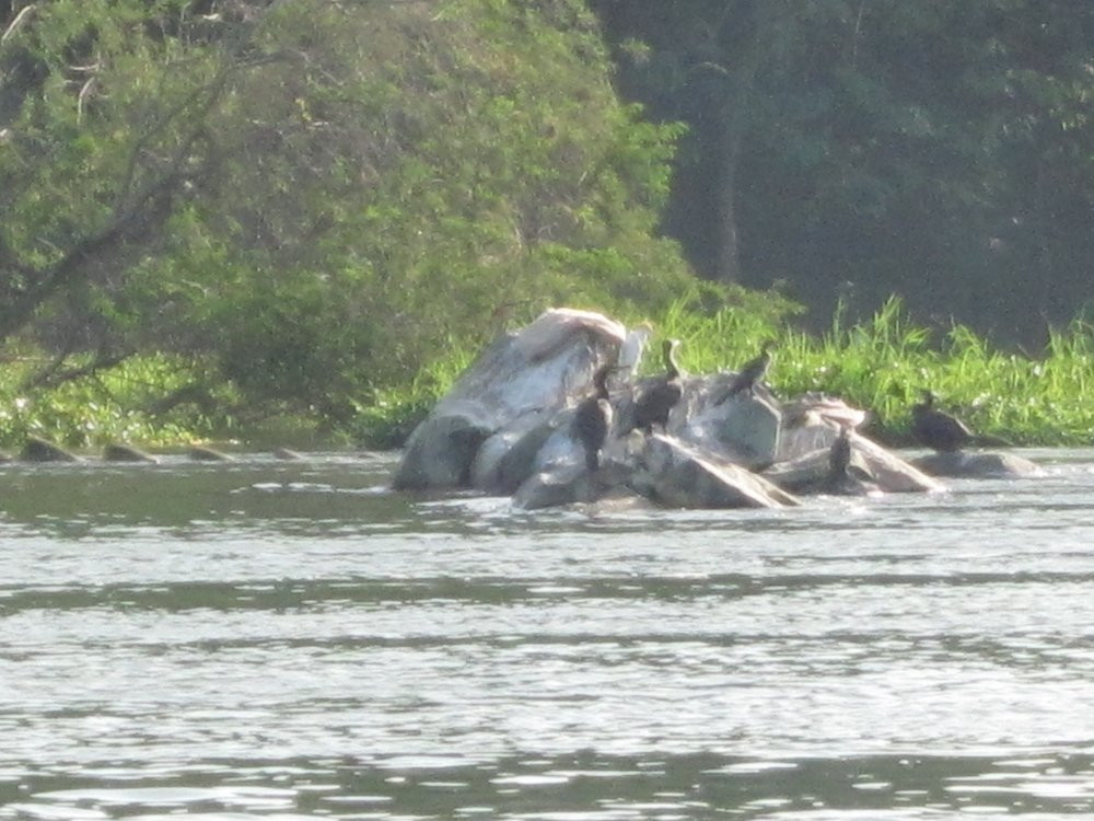 Victoria Nile-金贾必去景点