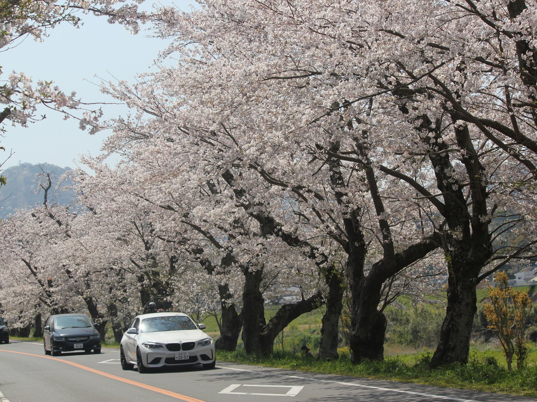 Kanogawa Sakura Park-伊豆之国市必去景点