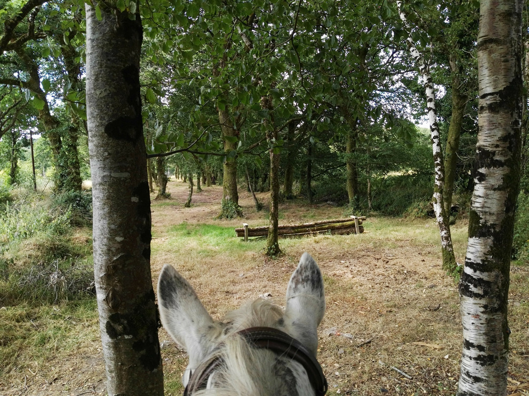 Lee Valley Equestrian Centre景点图片
