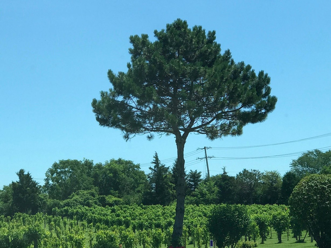 Valentino Vineyards-Long Grove必去景点
