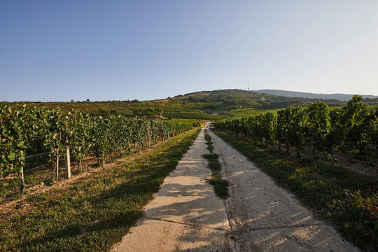 Peter Winery-Tokaj必去景点