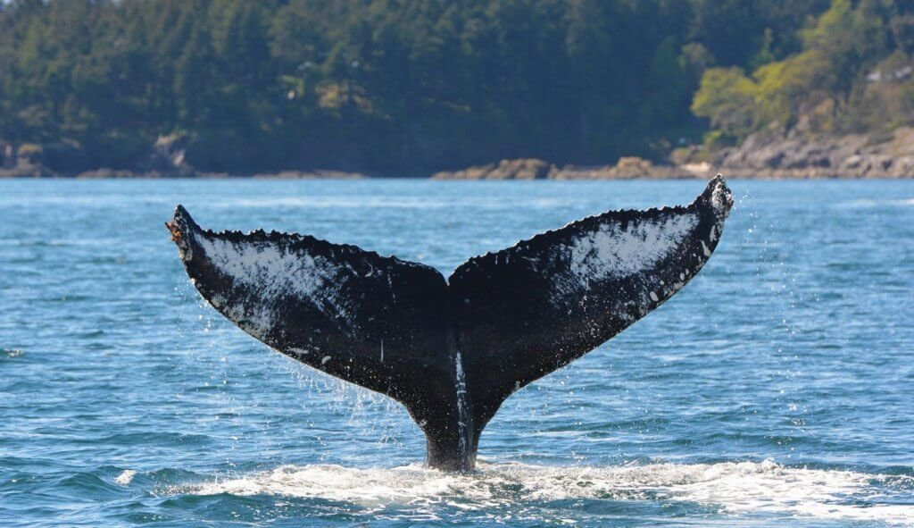 Prince Of Whales Whale Watching-Telegraph Cove必去景点