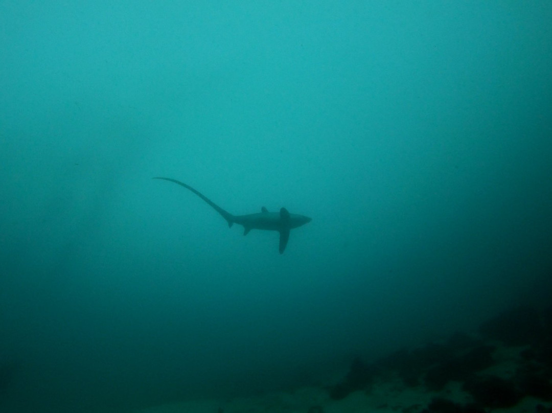 Mabuhay Thresher Dive Center景点图片