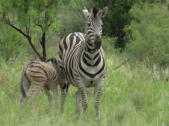 Weekdaysafaris-比勒陀利亚必去景点