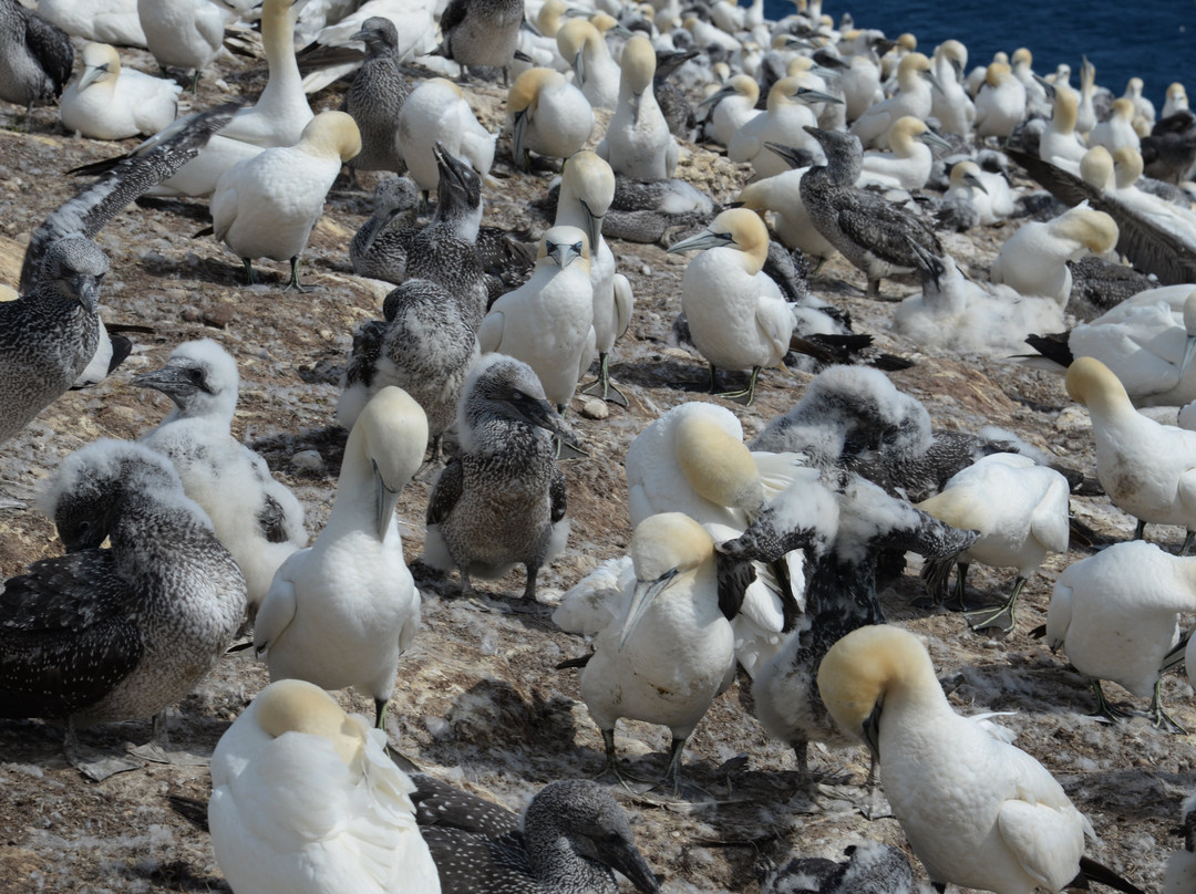 Parc national de l'Île-Bonaventure-et-du-Rocher-Percé-Perce必去景点