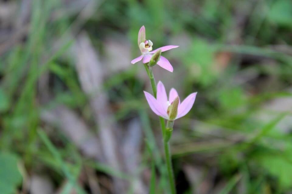 Benambra National Park-Culcairn必去景点