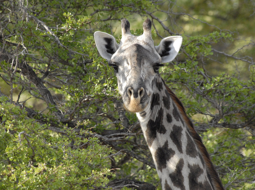 Awesome Wild Adventures-Dar es Salaam必去景点