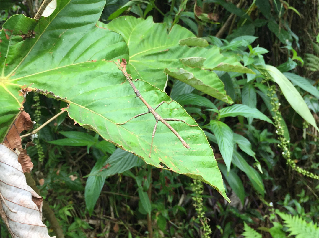 Pandora Tour Puerto Rico景点图片