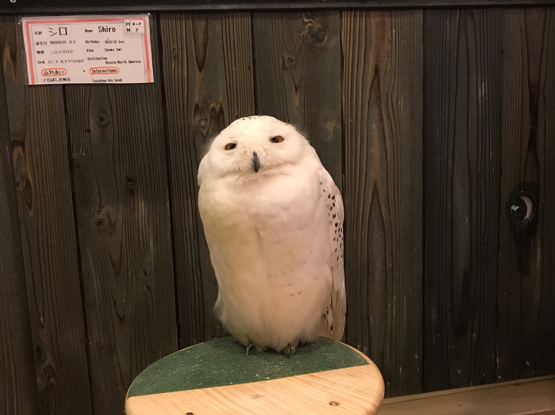 Sunset Owl Cafe景点图片