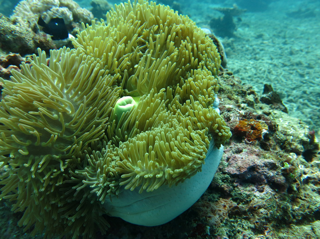 Moyo Dive Center-莫约岛必去景点