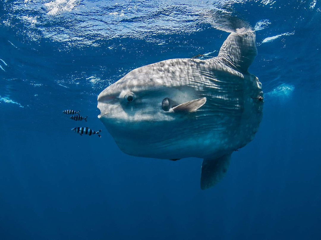 MolaMola Diving Center景点图片
