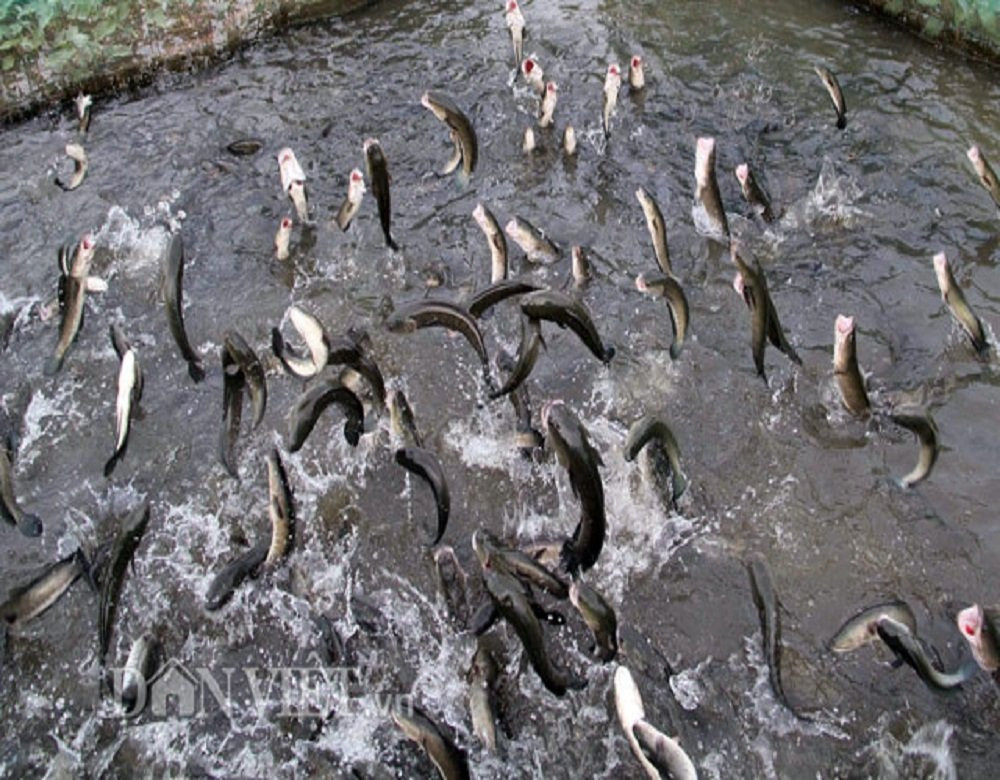 NewStar Travel-芹苴必去景点