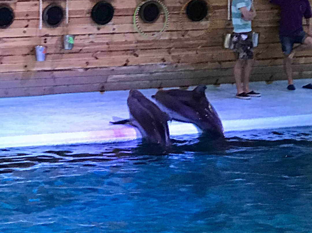 Dolphinarium Oskar景点图片