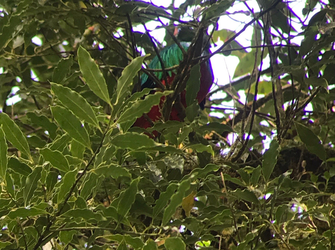 Monteverde Morning Walk景点图片