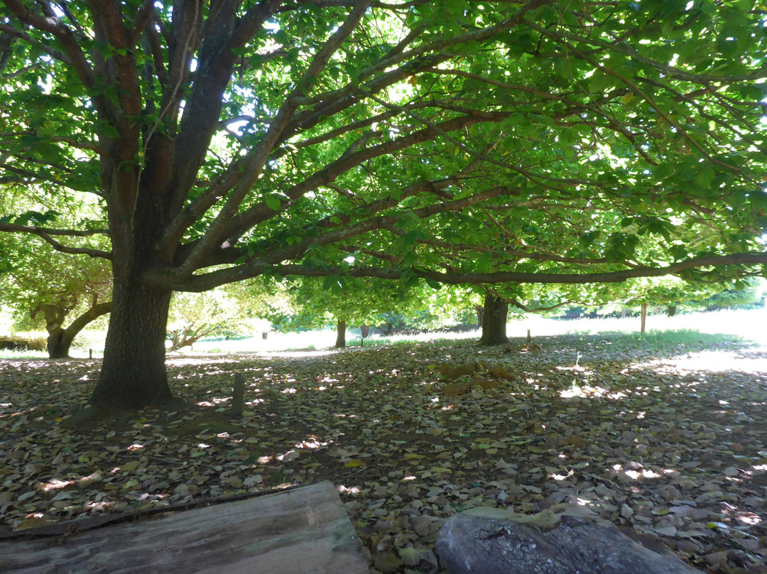 Golden Valley Tree Park景点图片