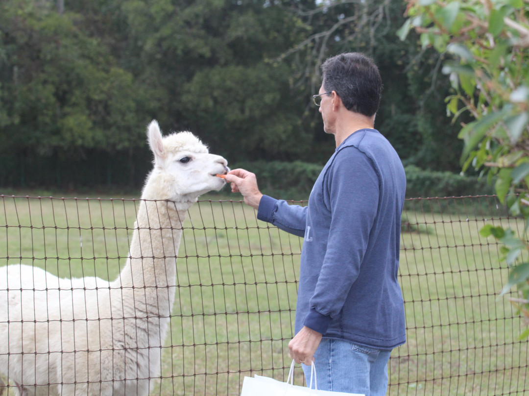 Bay Springs Farm Alpacas景点图片