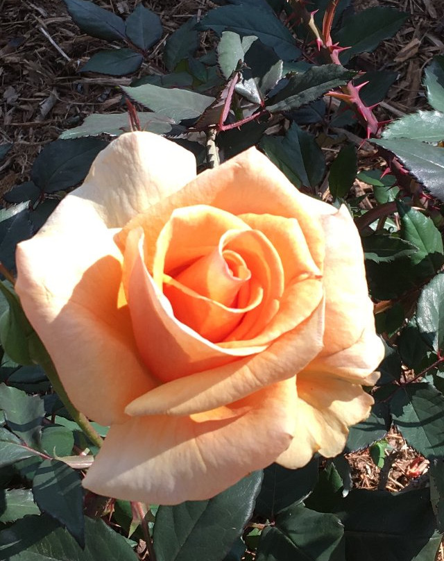 Museum of History and Art, Ontario-安大略必去景点