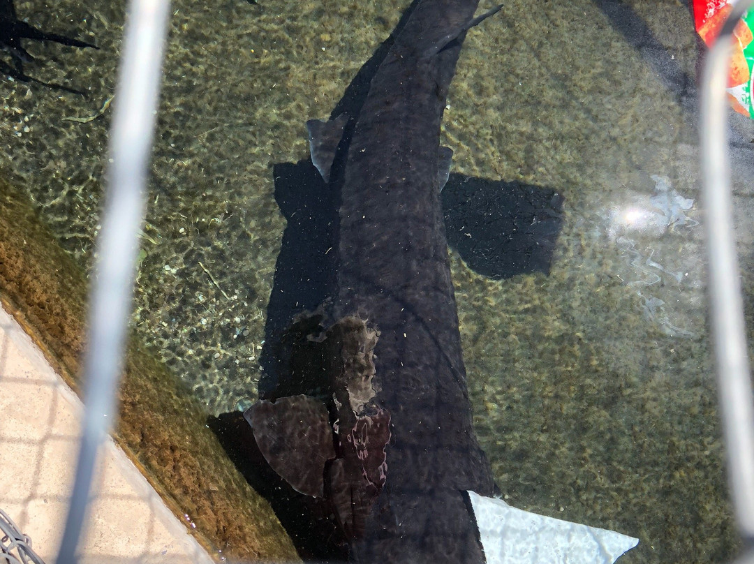 Hagerman State Fish Hatchery景点图片