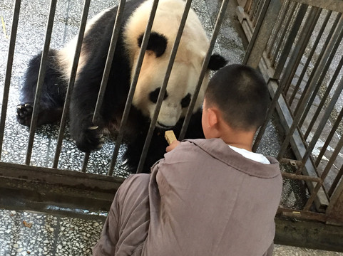 Panda China Go-成都必去景点