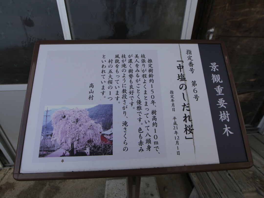 Nakashio no Shidarezakura-高山村必去景点