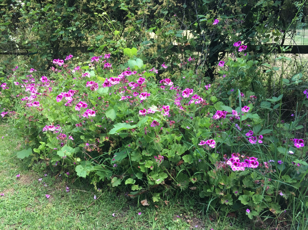 Summerhill Farm Bed & Breakfast主图