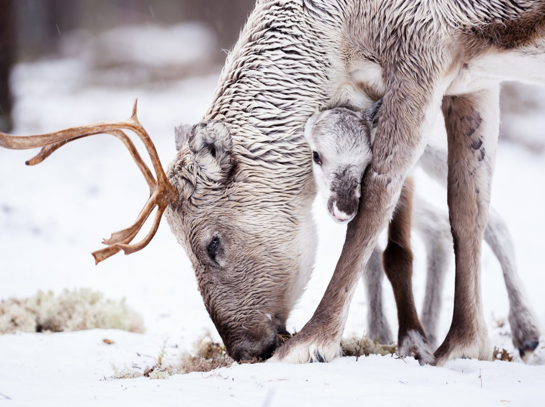 Inari Reindeer Farm景点图片