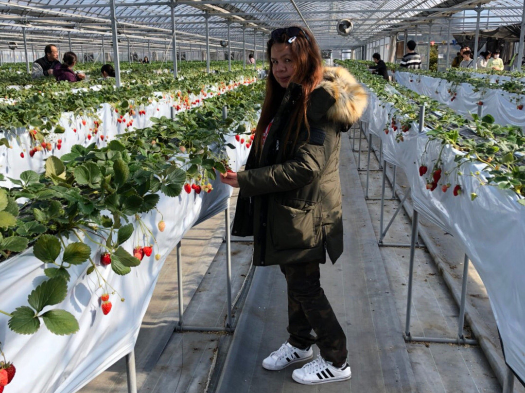 Minamichita Strawberry Farm景点图片