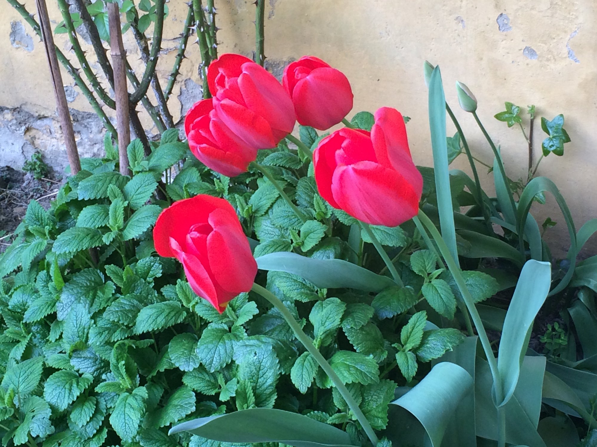 La Spingarda Bed & Breakfast-官方