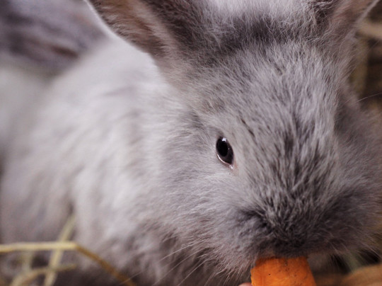 KidZoo PVJ-万隆必去景点