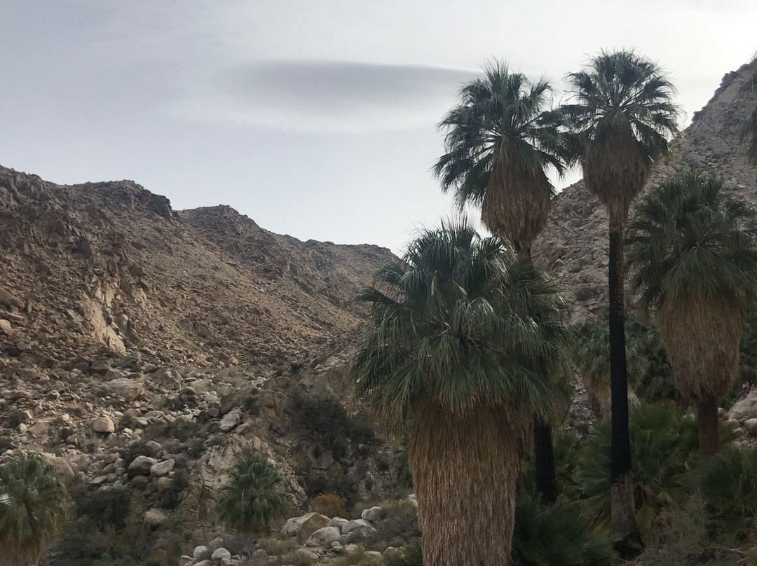 49 Palms Canyon Trail景点图片