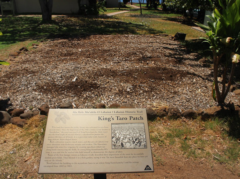 The King's Taro Patch-拉海纳必去景点