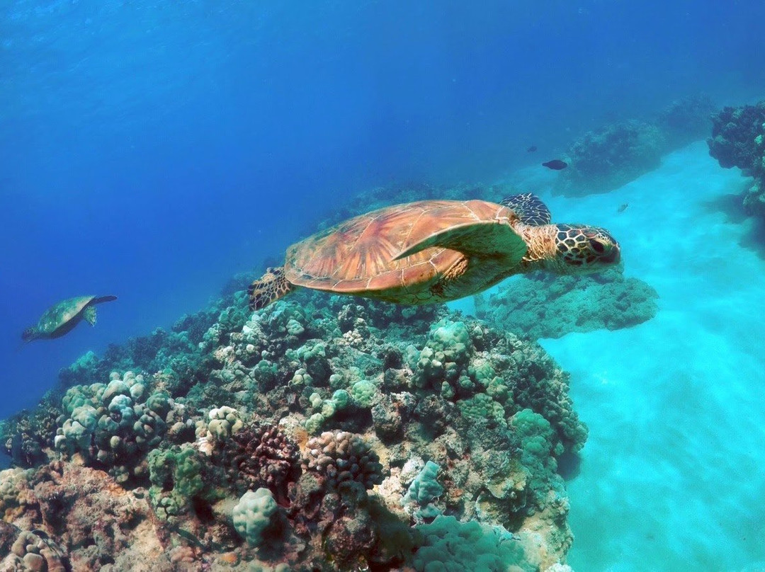 Sun & Salt Adventures Hawaii-科纳必去景点
