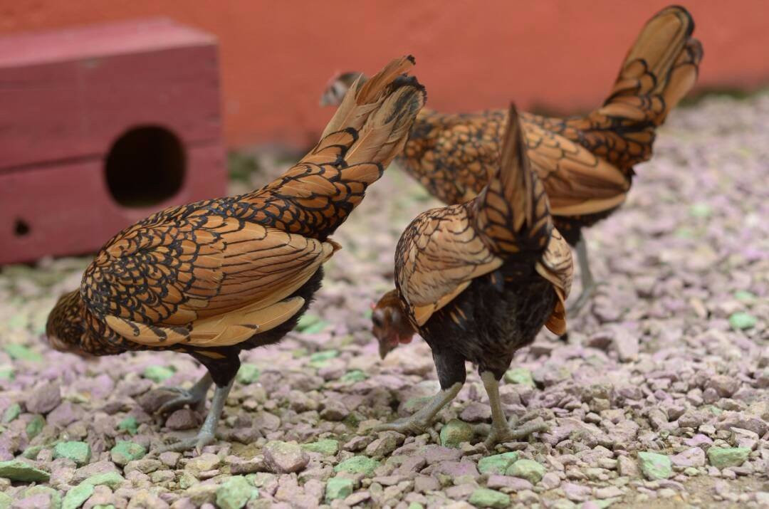 Aviary & Bunny Park景点图片
