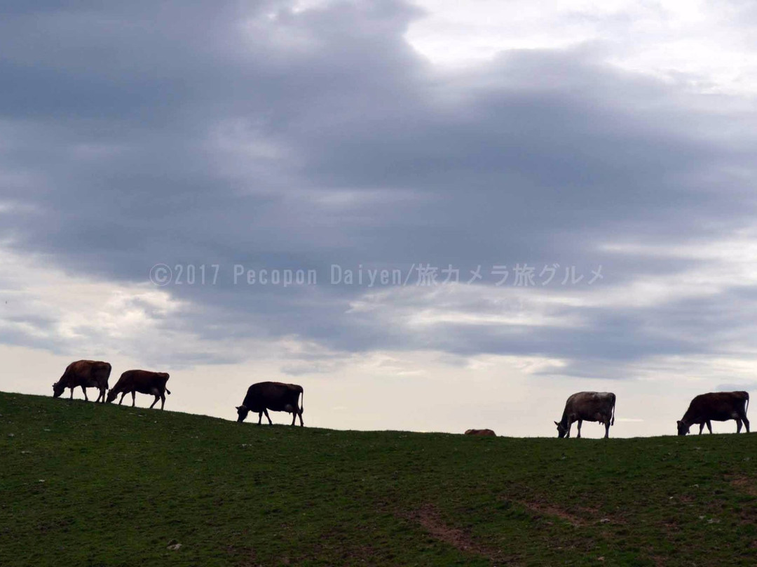Kozu Farm景点图片