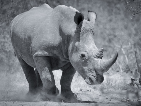 null-Klaserie Private Game Reserve