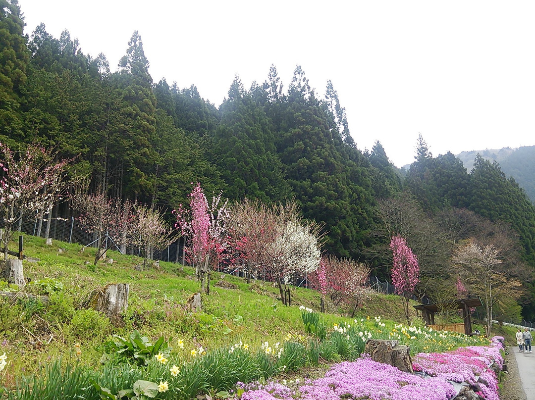 Moss Phlox of Kunita Family-郡上市必去景点
