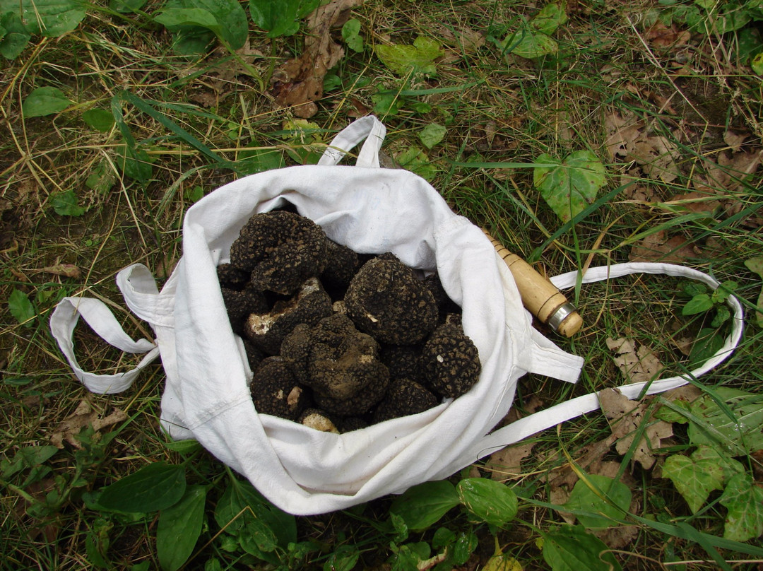 Tuber Trade - Truffle Hunting景点图片