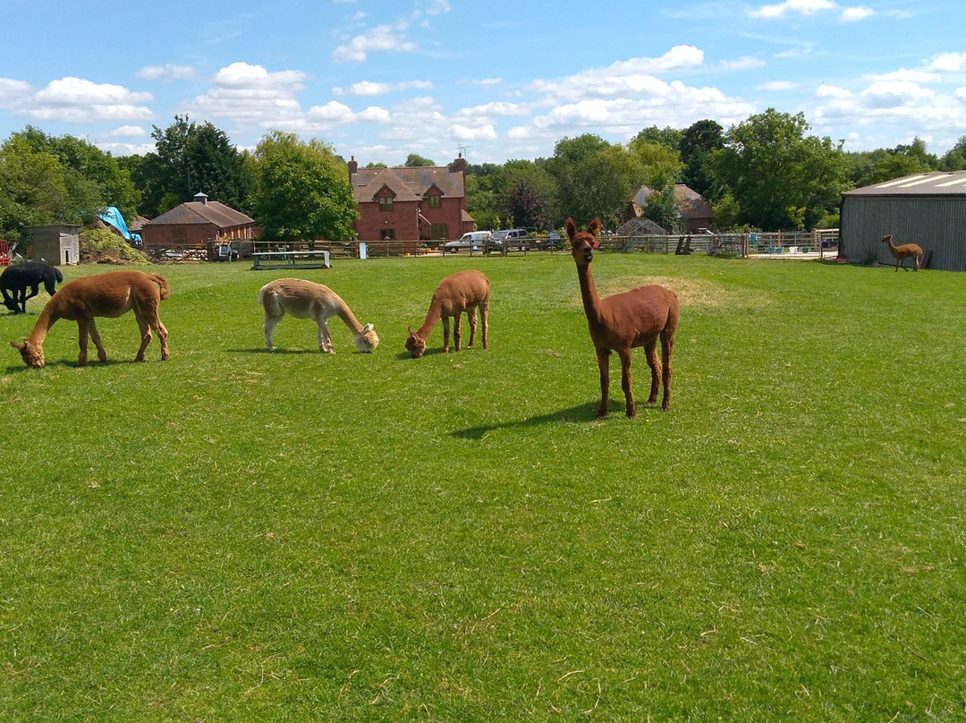 Simply Alpaca景点图片