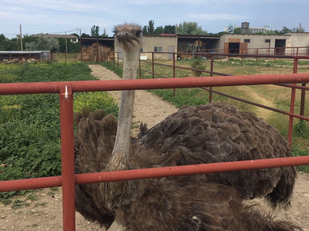 Ostrich Farm Ekzotik-Kerch必去景点