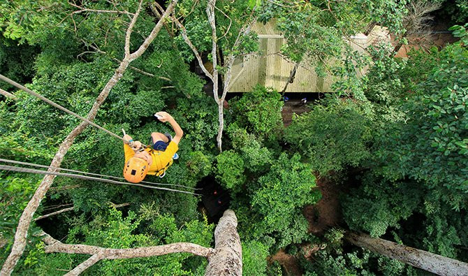 长臂猿飞跃丛林景点图片