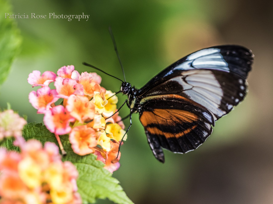 Butterfly World Coombs景点图片