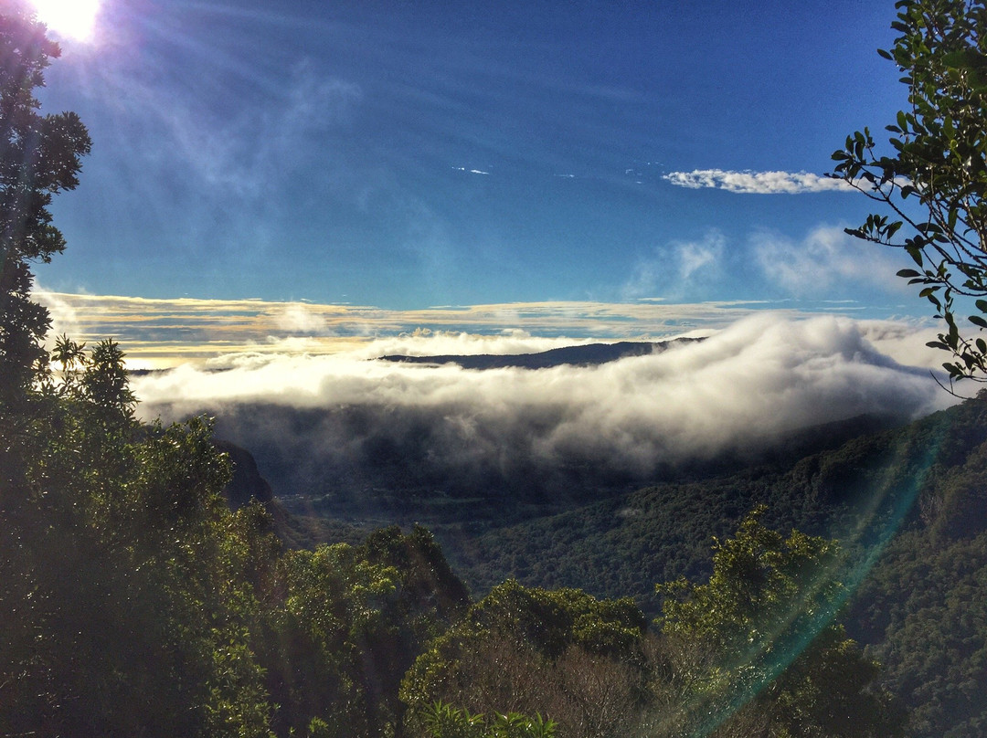 Rainforest Tours Australia-黄金海岸必去景点