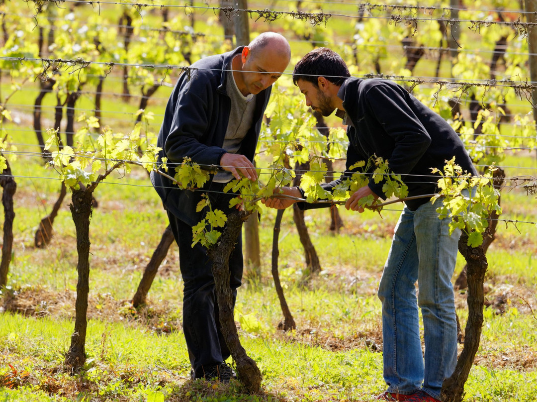 Vignerons du Brulhois景点图片