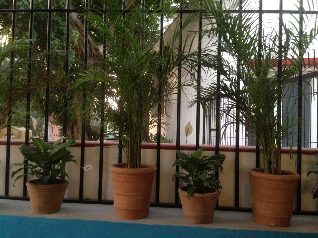 Cult Wild Hostel Sayulita
